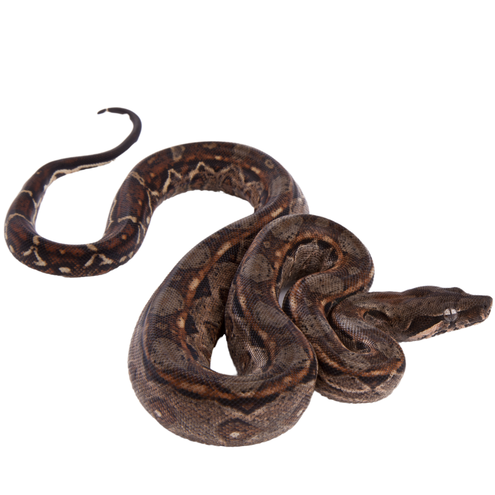 Best substrate for a Sonoran Desert Boa Boa sigma ReptiChip