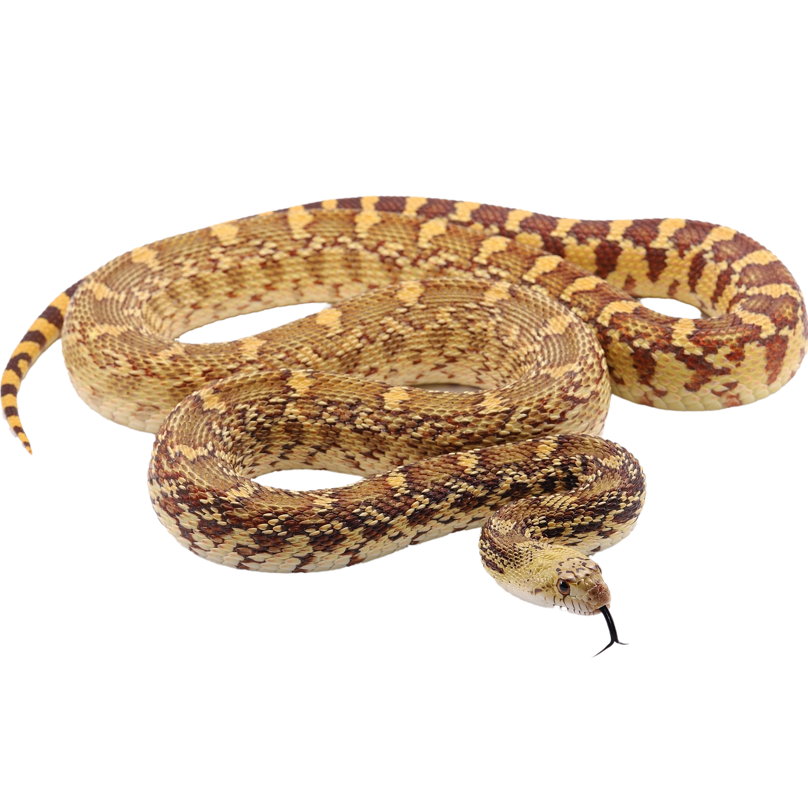 Best substrate for a Sonoran Gopher Snake Pituophis catenifer affinis ReptiChip