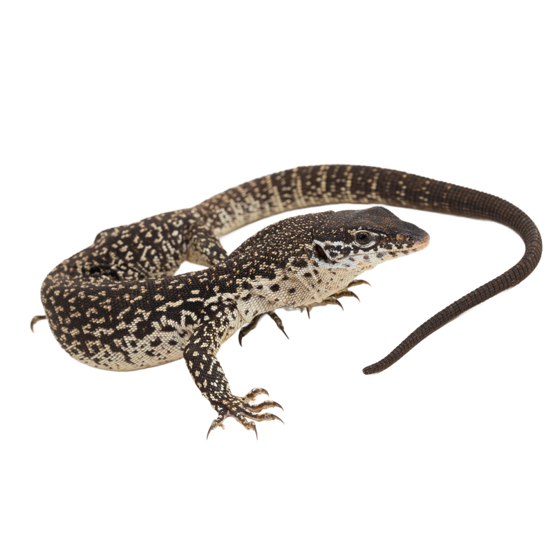 Spotted Tree Monitor