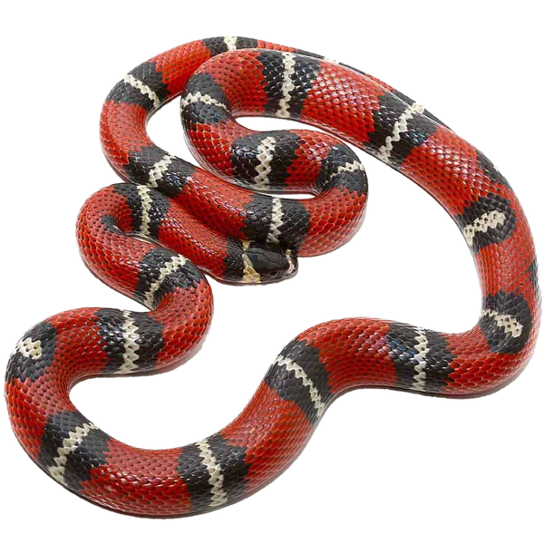 Stuart s Milksnake ReptiChip LLC