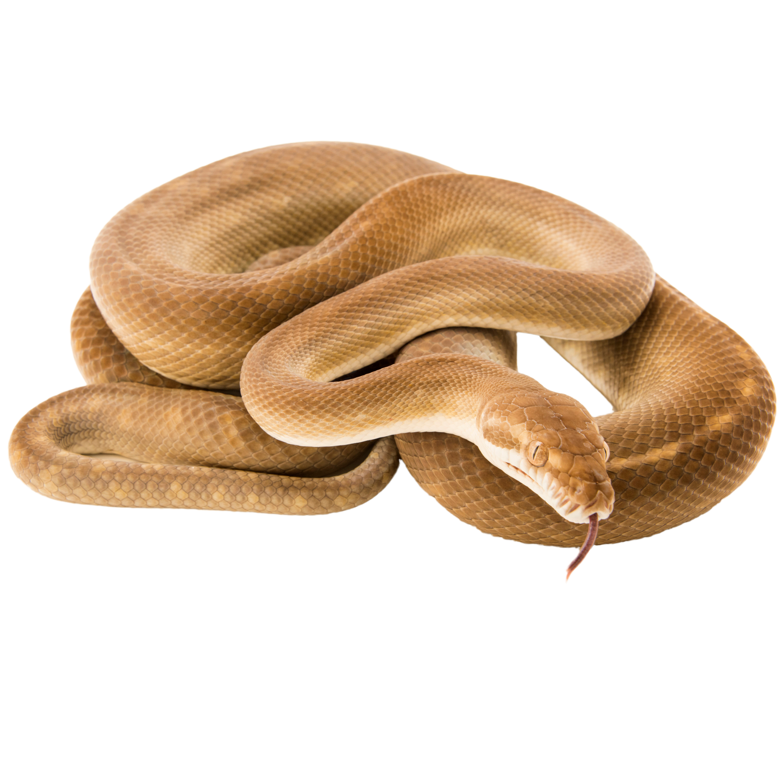Best substrate for a Tanimbar Python Simalia nauta ReptiChip
