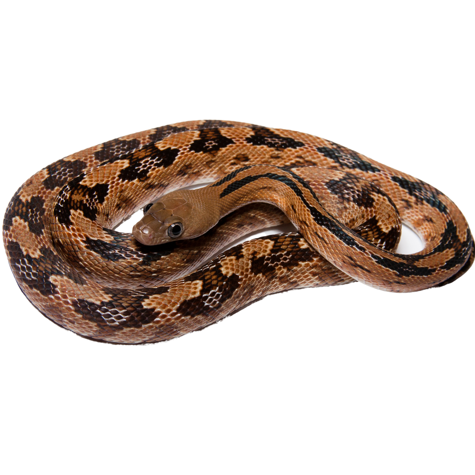 Best substrate for a Trans Pecos Ratsnake Bogertophis subocularis ReptiChip