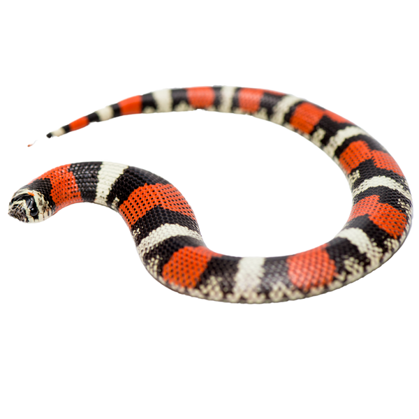 Best_substrate_for_a_Tricolor_ Best_substrate_for_a_Tricolor_