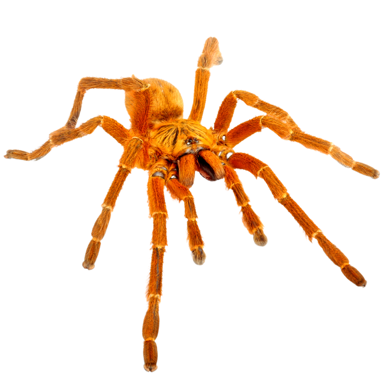 Best substrate for an Orange Baboon Tarantula Pterinochilus murinus ReptiChip