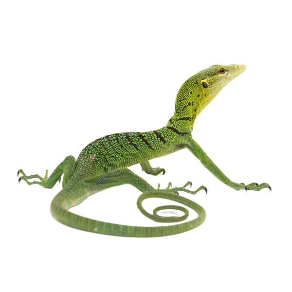 Emerald Tree Monitor ReptiChip LLC