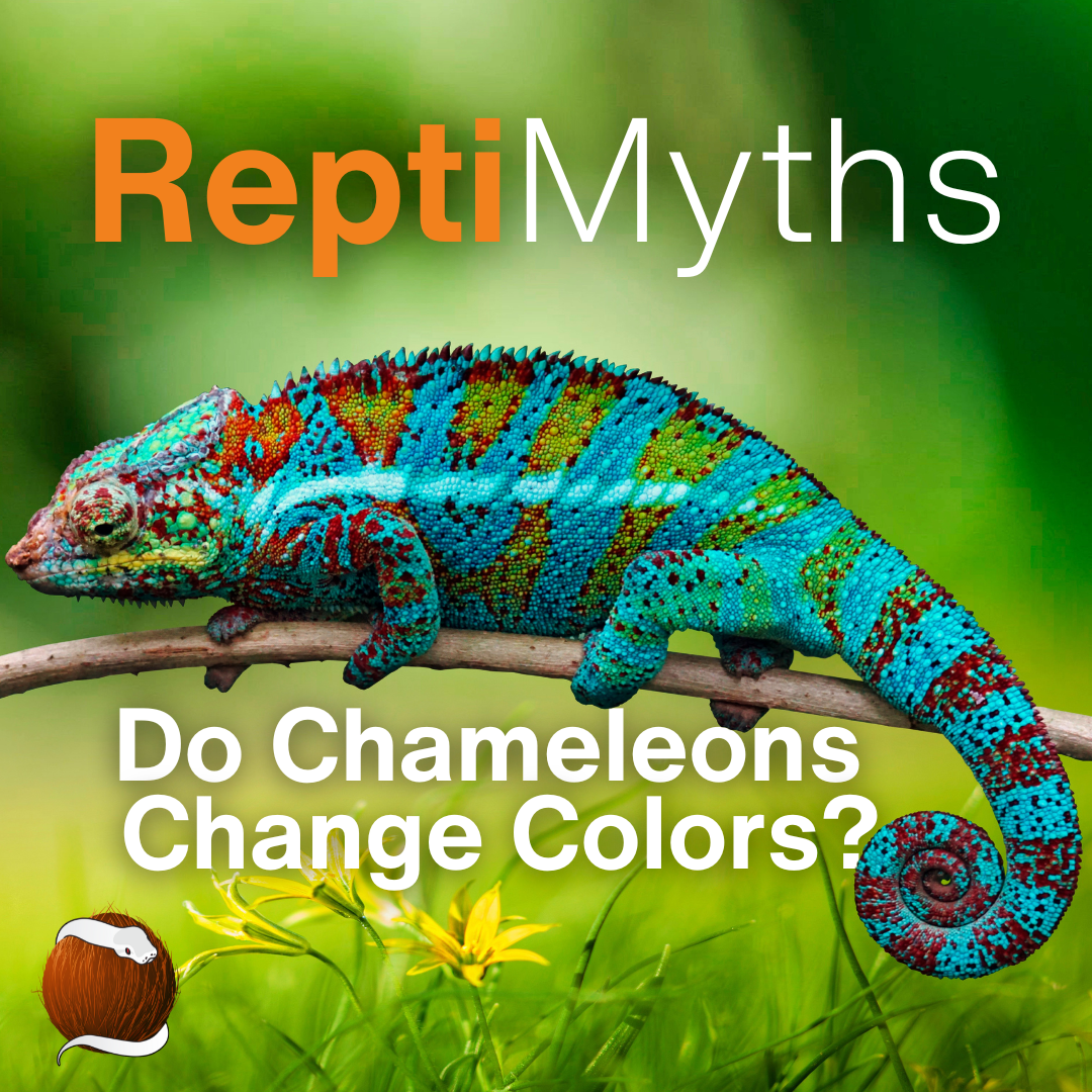 Chameleons Don't Actually Change Colors Like You Think