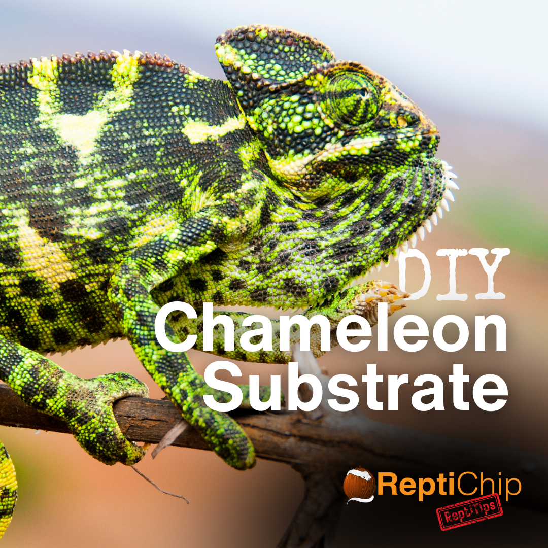 How to mix the Perfect Substrate for Chameleons