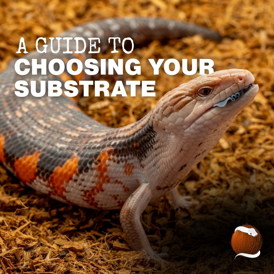 A Guide to Choosing Your Substrate