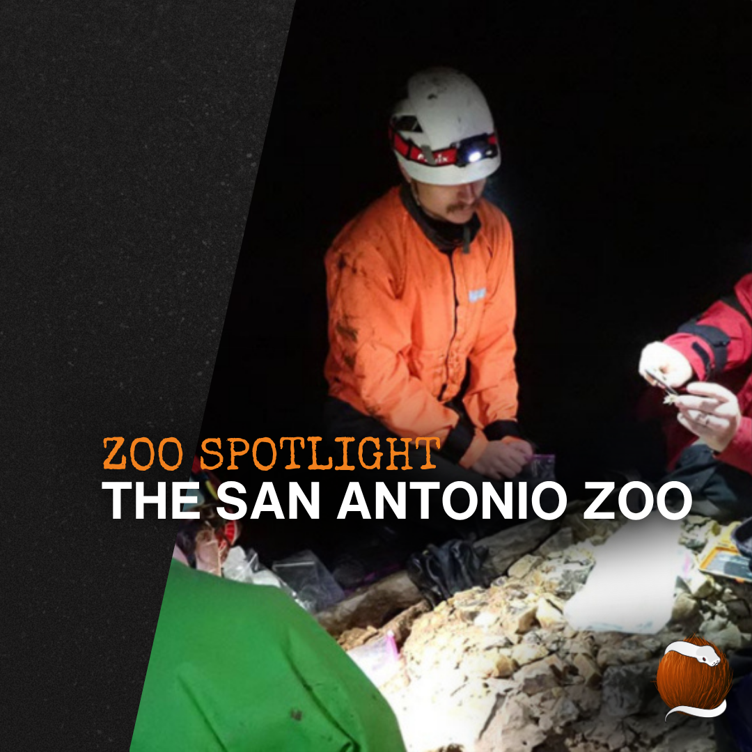 Conservation Feature: The San Antonio Zoo