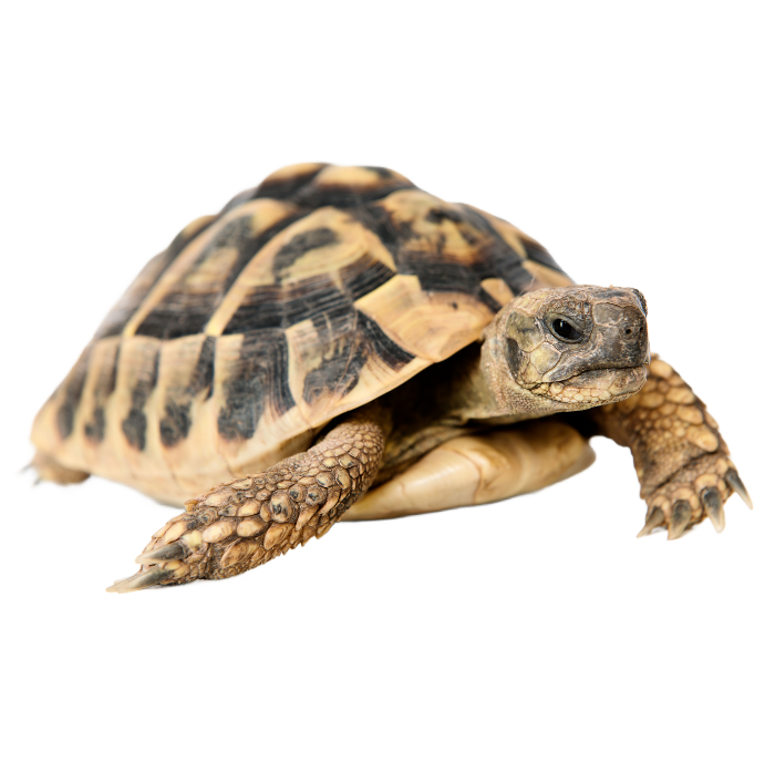 best substrate for Greek Tortoise Testudo graeca ReptiChip