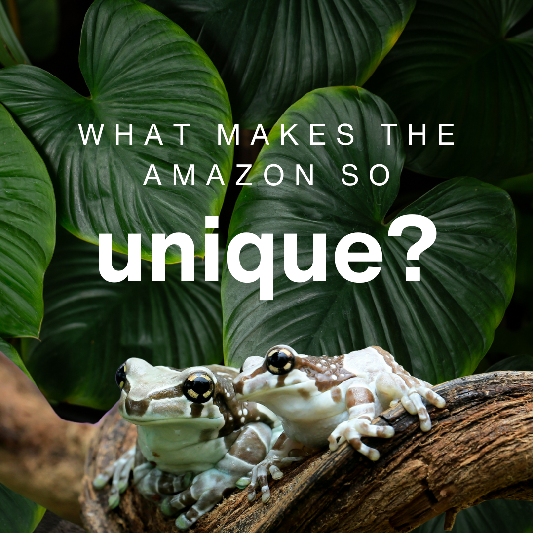 What Makes the Amazon Rainforest so Unique?