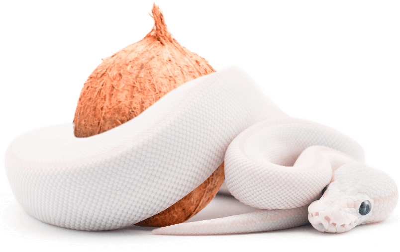 A white snake is coiled around a brown coconut, both resting on a white surface with a light background.