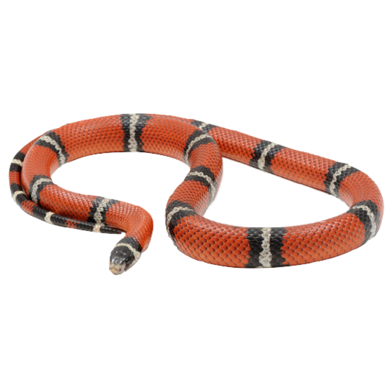 Sinaloan Milk Snake