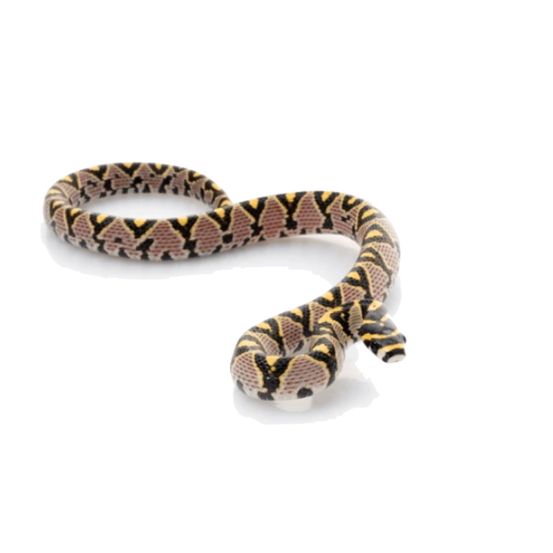 Mandarin Rat Snake