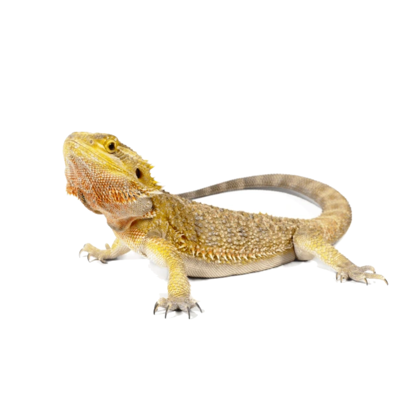 Bearded Dragon