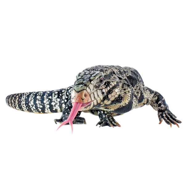 Deadly Tegu Argentine Black and White Tegu - ReptiChip LLC