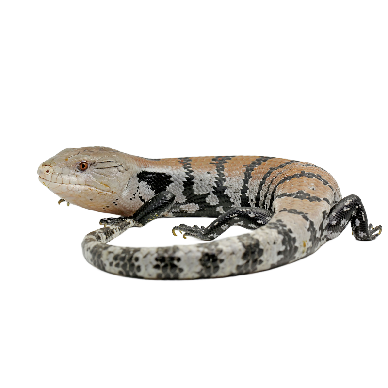 Best Substrate for Blue tongued skink Tiliqua scincoides ReptiChip