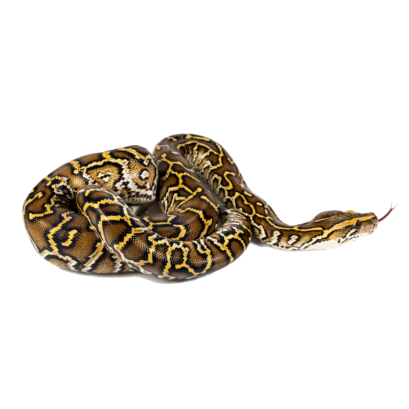 Burmese Python