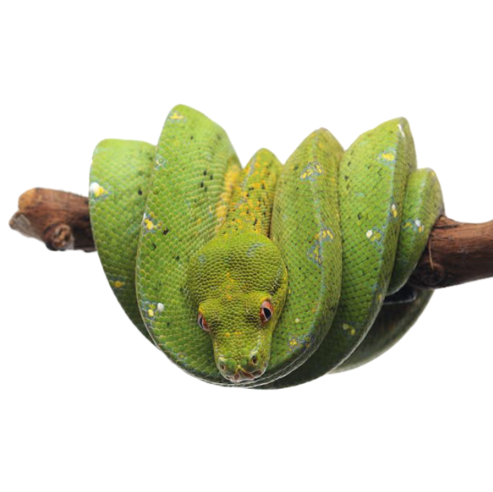 Best Substrate for Green Tree Python ReptiChip