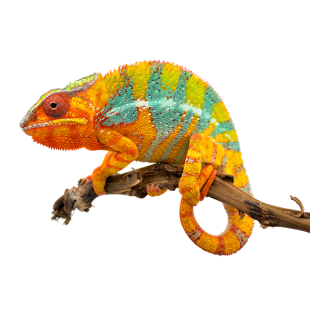 Best Substrate for Panther chameleon Furcifer pardalis ReptiChip