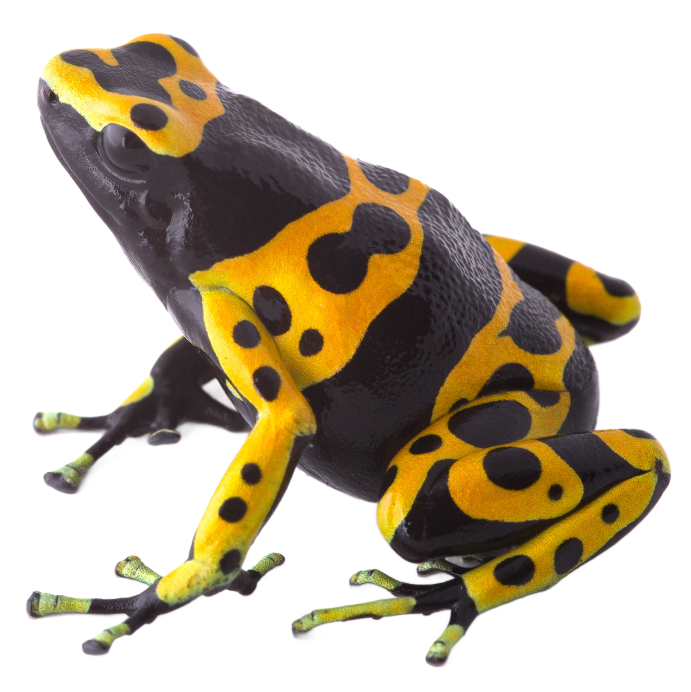 Best Substrate for Yellow banded Poison Dart Frog dendrobates leucomelas ReptiChip