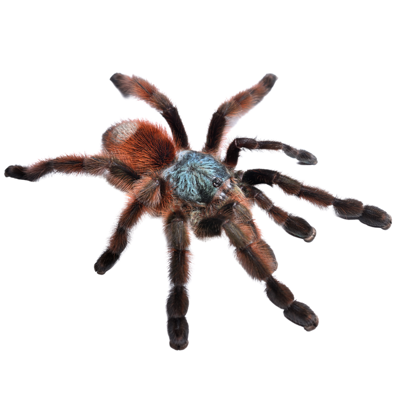 Antilles Pinktoe Tarantula - ReptiChip LLC