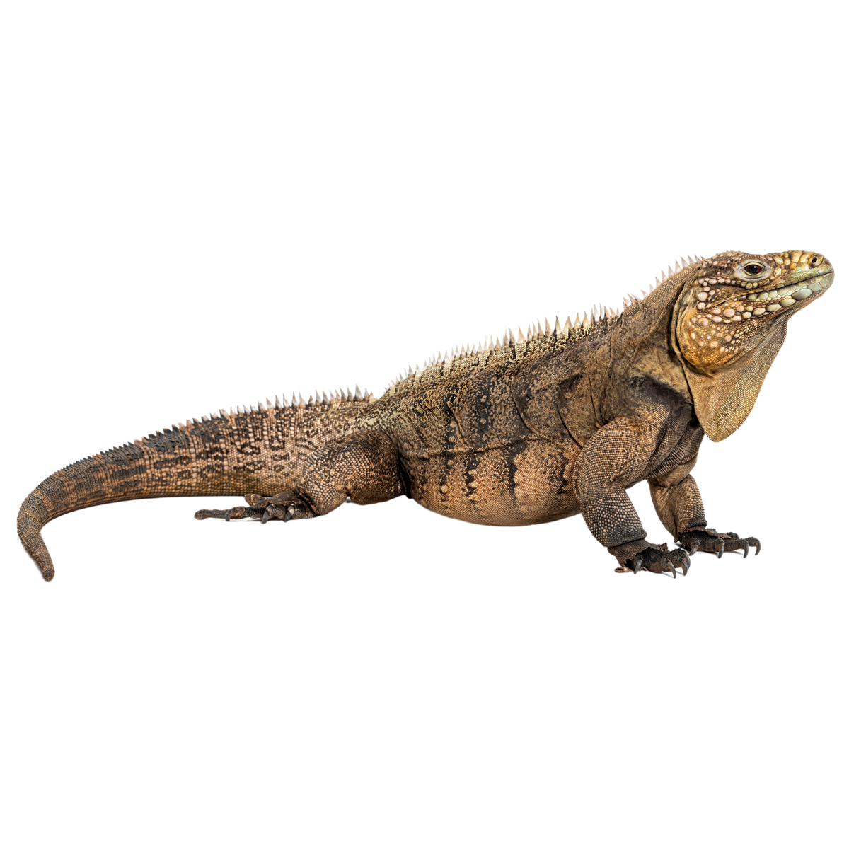 Image showcasing Cuban Rock Iguana - ReptiChip LLC