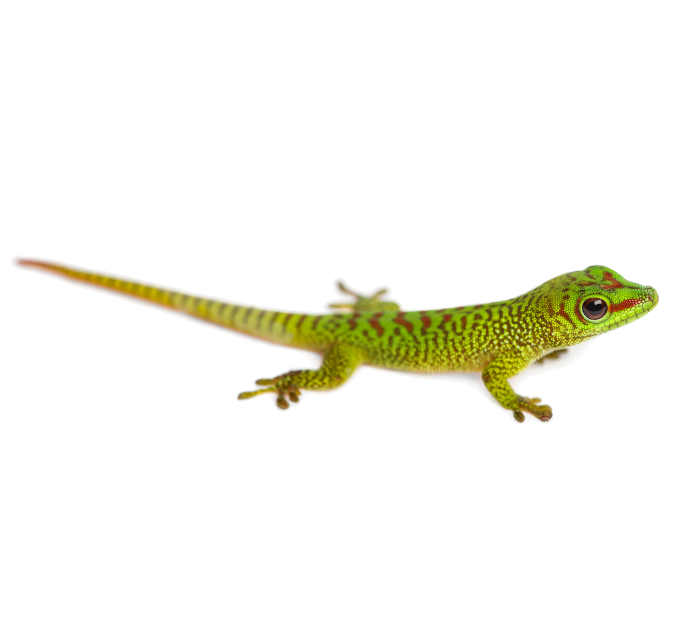 Day Gecko