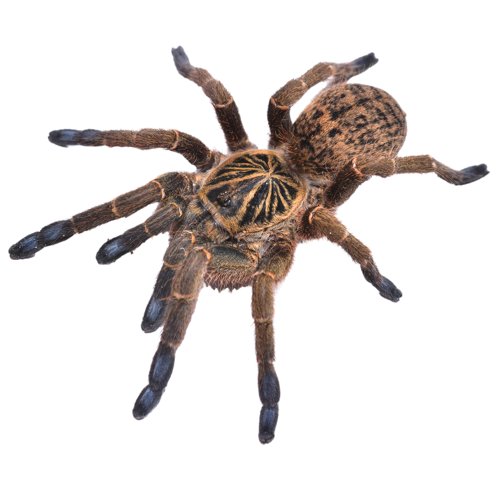 Golden Blue-Legged Baboon Tarantula - ReptiChip LLC Golden Blue-Legged Baboon Tarantula - ReptiChip LLC