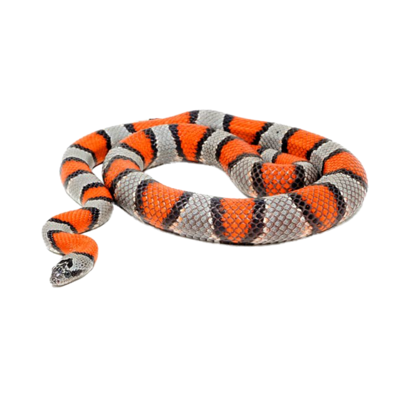 Best Substrate fora Gray Banded Kingsnake Lampropeltis alterna ReptiChip