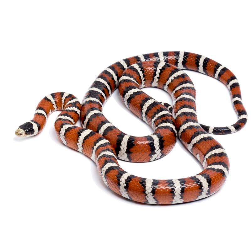 Arizona/Sonoran Mountain Kingsnake