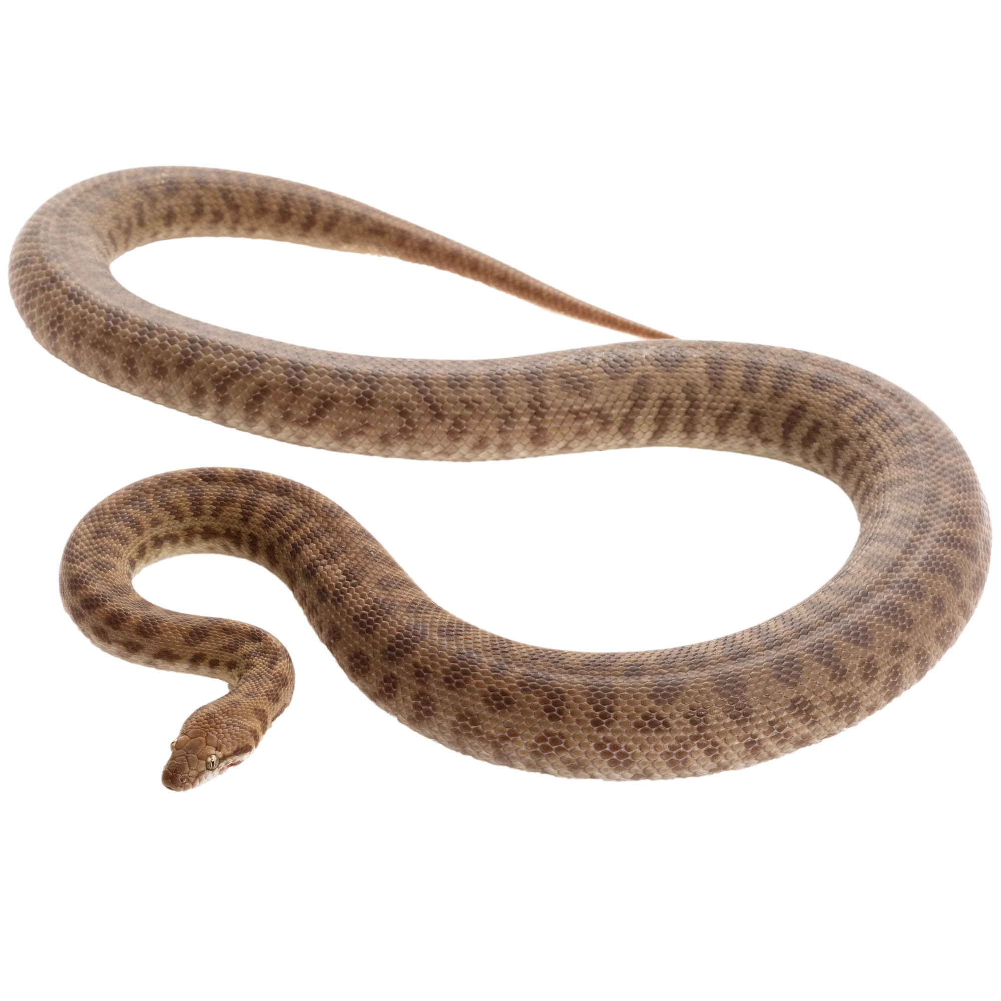 Windora Stimson Python Stimson's Python - ReptiChip LLC