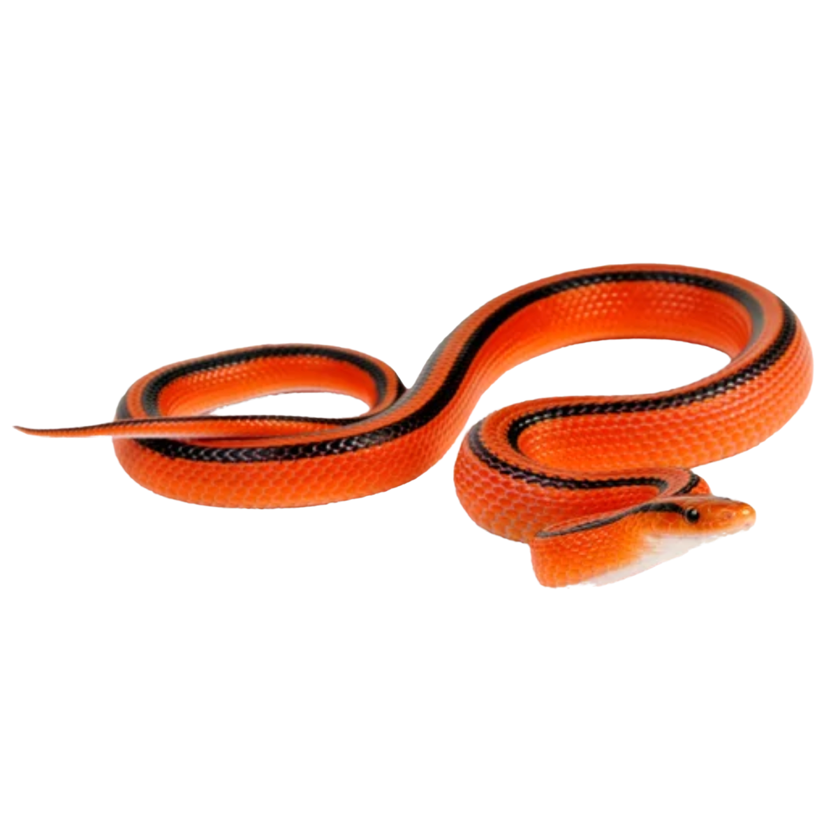 Best Substrate for a Thai Bamboo Rat Snake oreocryptophis porphyraceus coxi ReptiChip