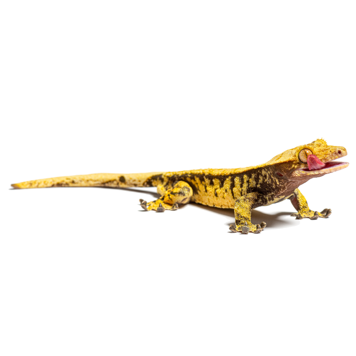 Crested Gecko