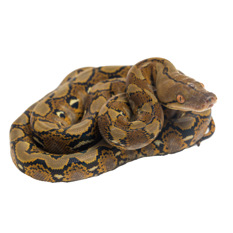 Reticulated Python - ReptiChip LLC
