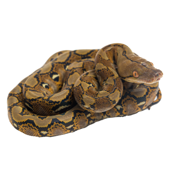 Baby Reticulated Python