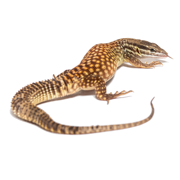 Best Substrate for an Ackie Monitor ReptiChip