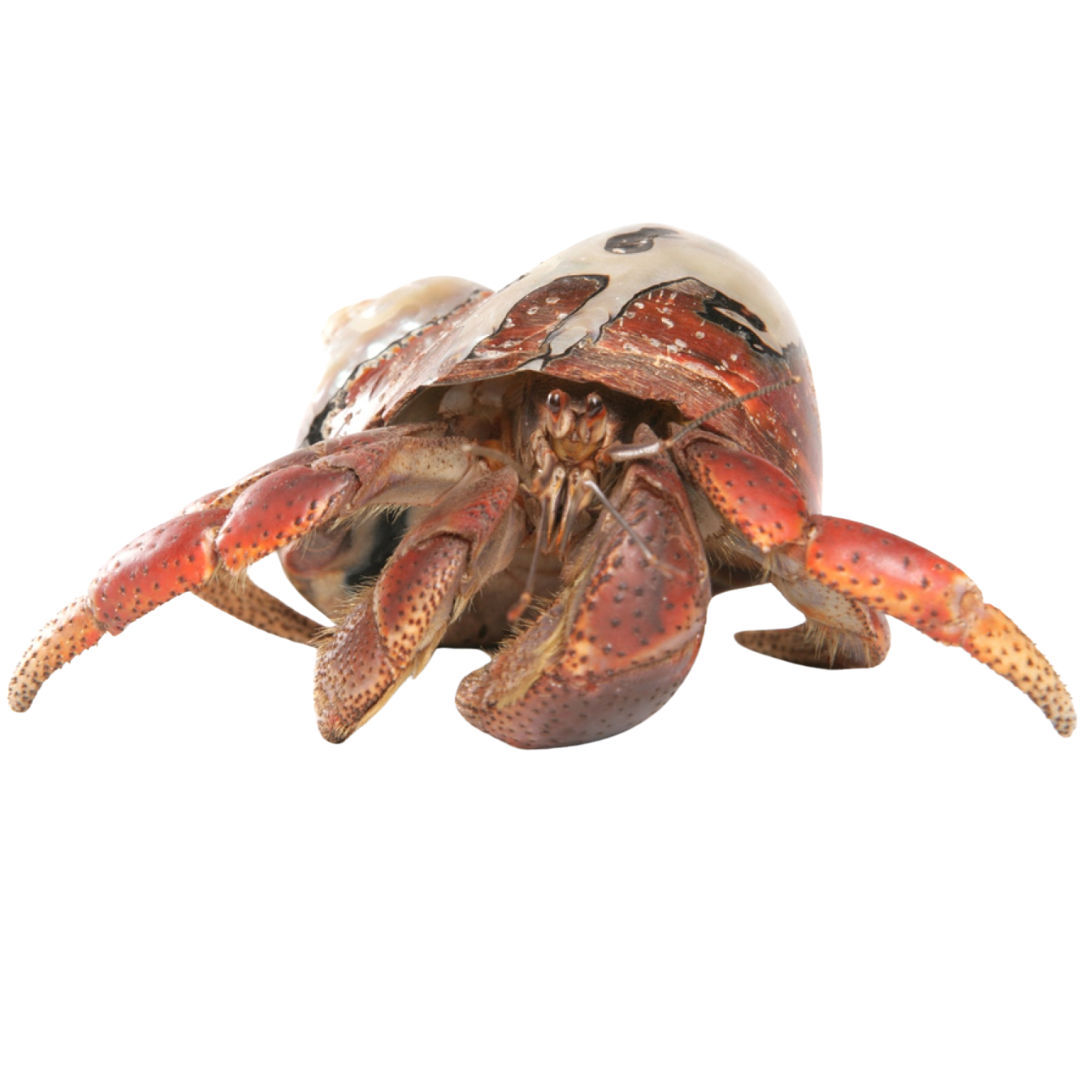 Hermit Crab