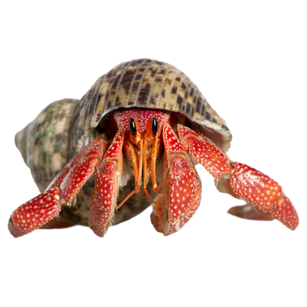 Best Substrate for hermit crab Coenobita perlatus ReptiChip