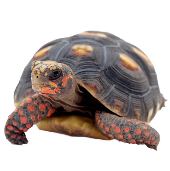 Red-footed Tortoise - ReptiChip LLC