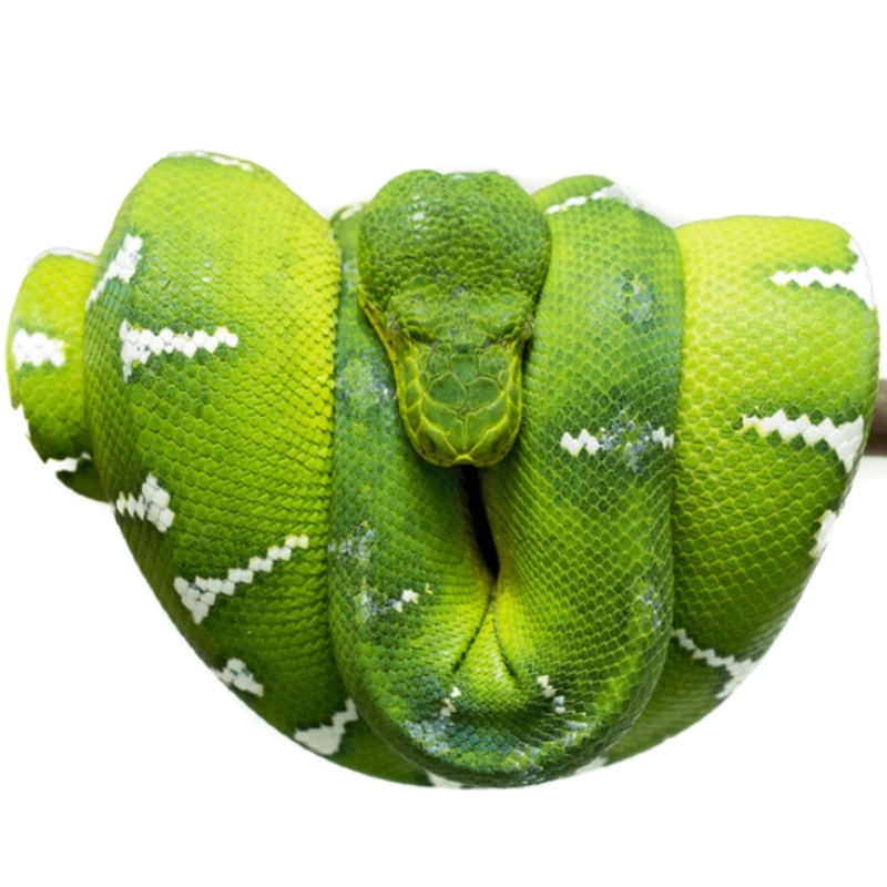 Emerald Tree Boa