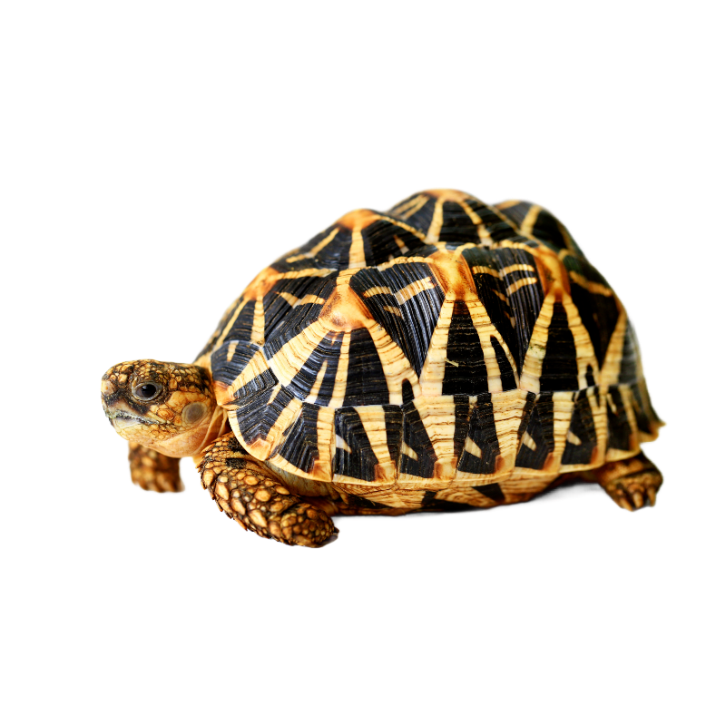 Best substrate for Indian star tortoise Geochelone elegans ReptiChip