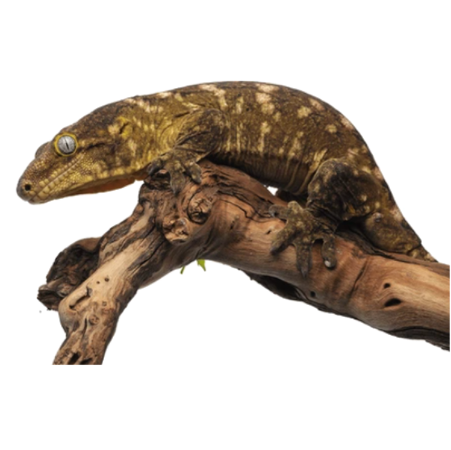 Leachianus Gecko