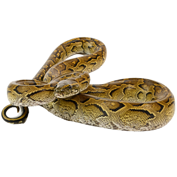 African Rock Python - ReptiChip LLC