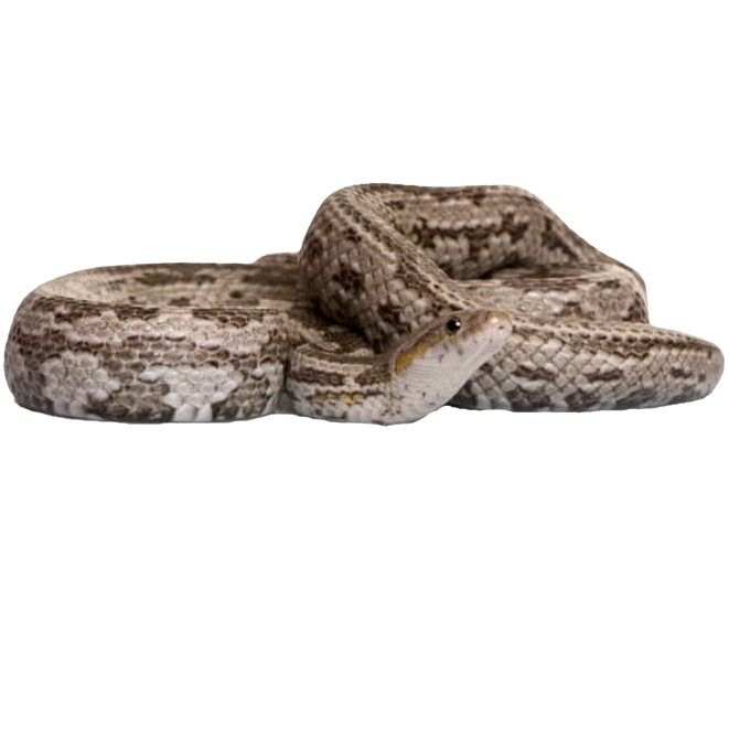 Best substrate for a Baird's Ratsnake Pantherophis bairdi ReptiChip