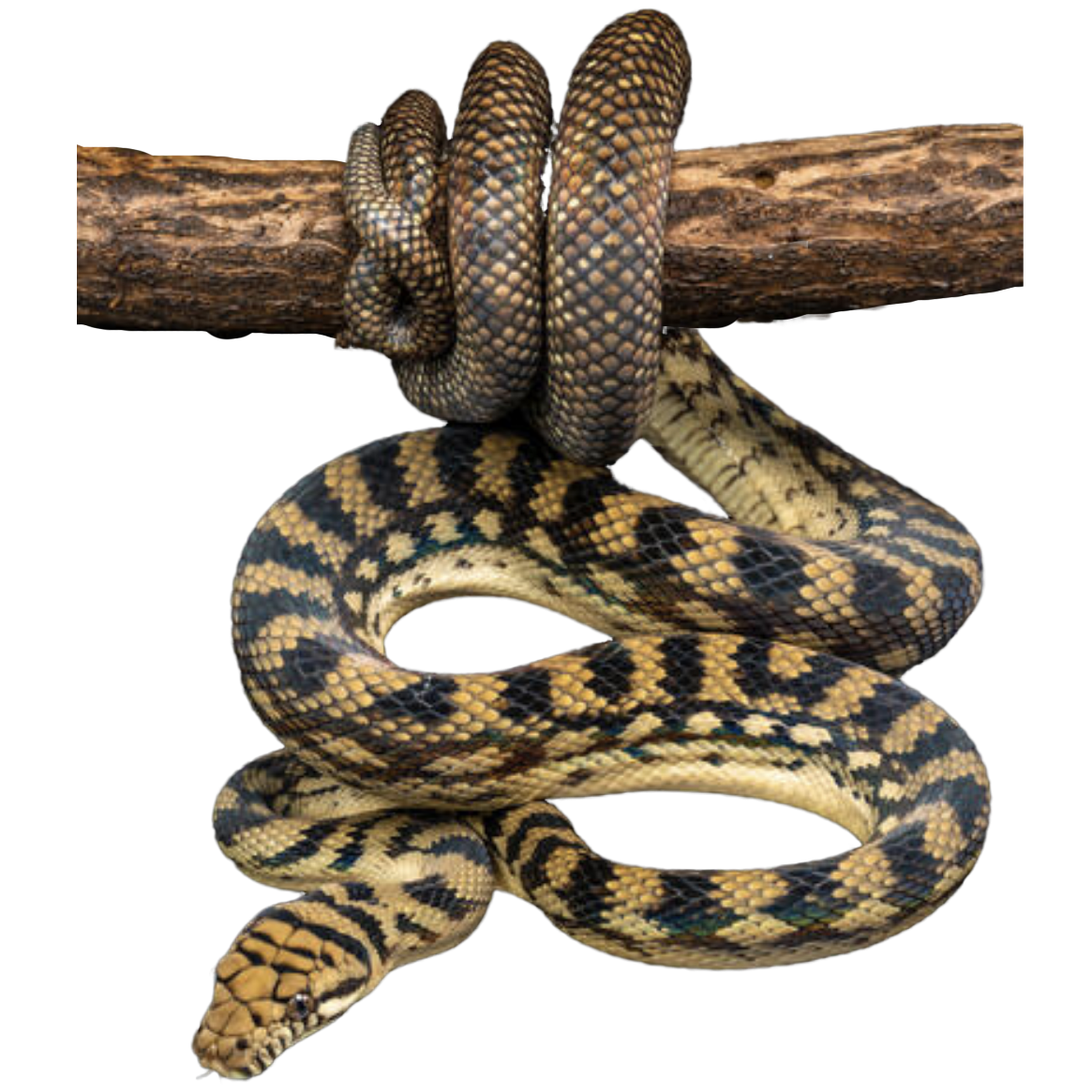 Scrub Python Prey Barneck Scrub Python - ReptiChip LLC