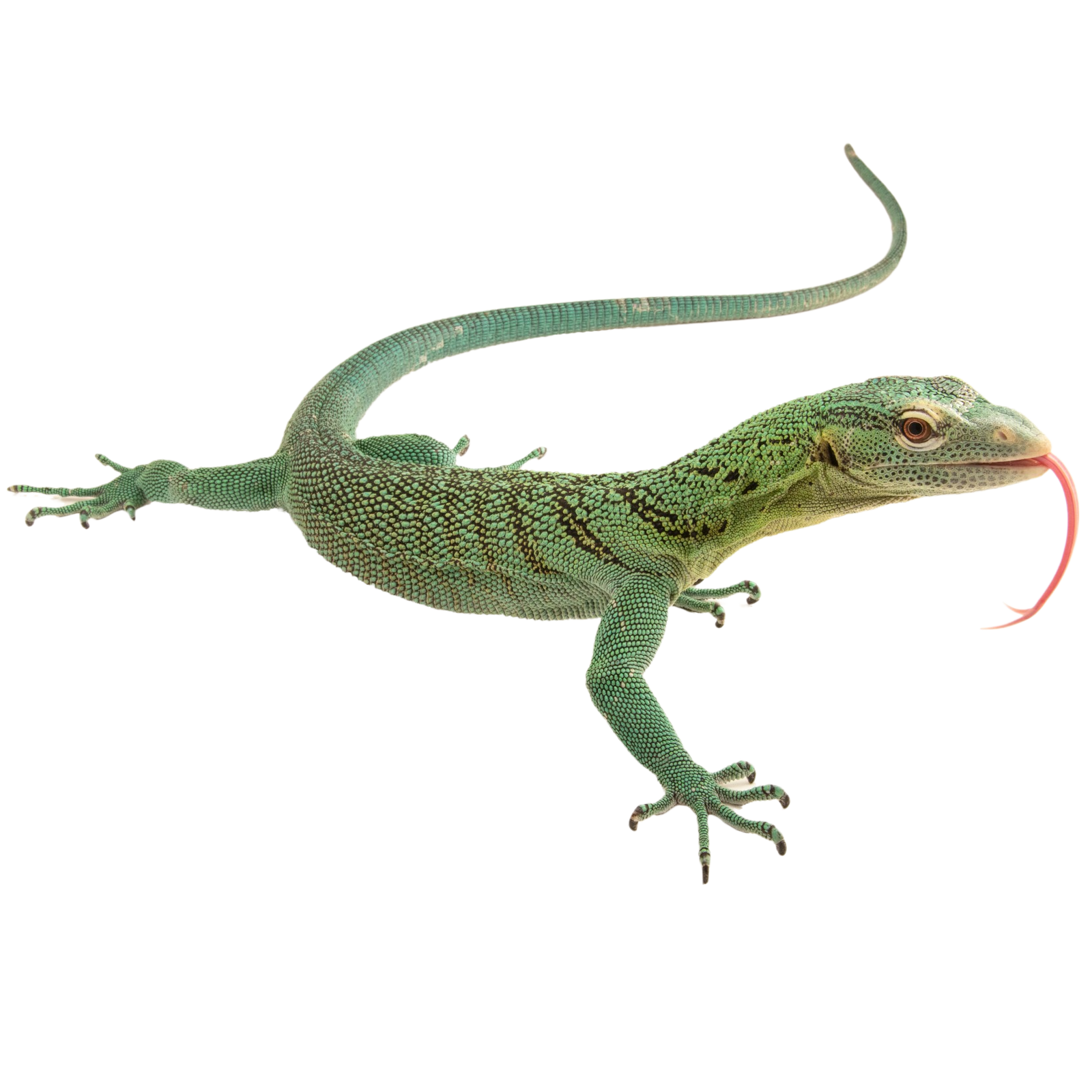 Best substrate for a Biak Tree Monitor Varanus Kordensis ReptiChip