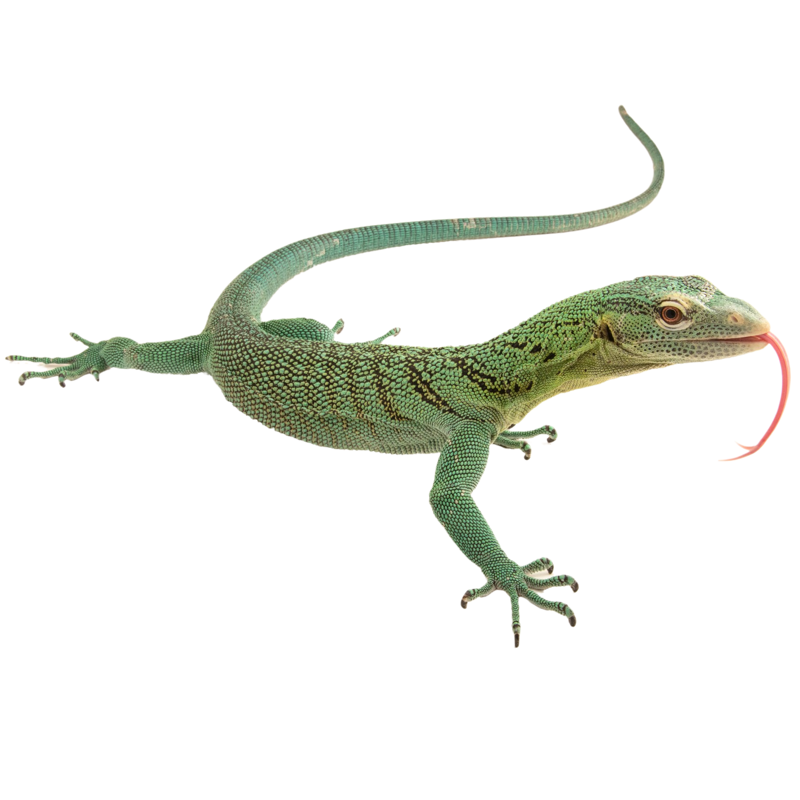 Best substrate for a Biak Tree Monitor Varanus Kordensis ReptiChip