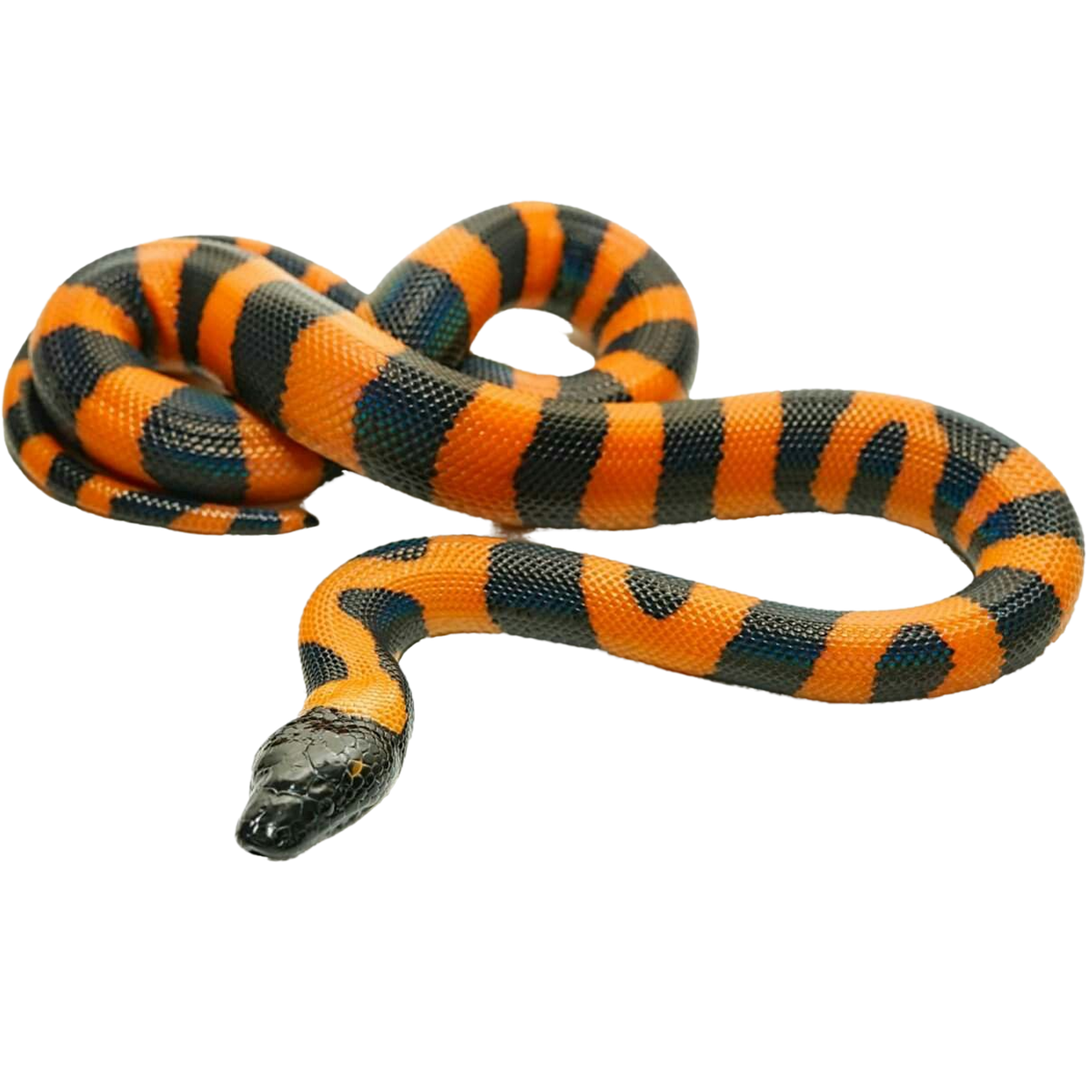 Bismarck Ringed Python - ReptiChip LLC