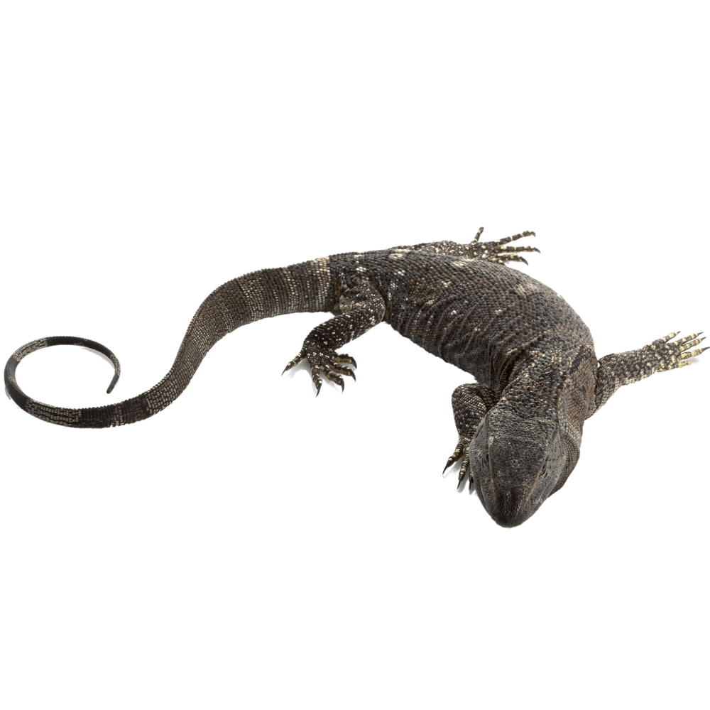 Black-throated Monitor - ReptiChip LLC